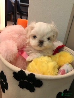 Maltese dogs Girl 2 - Ad 7
