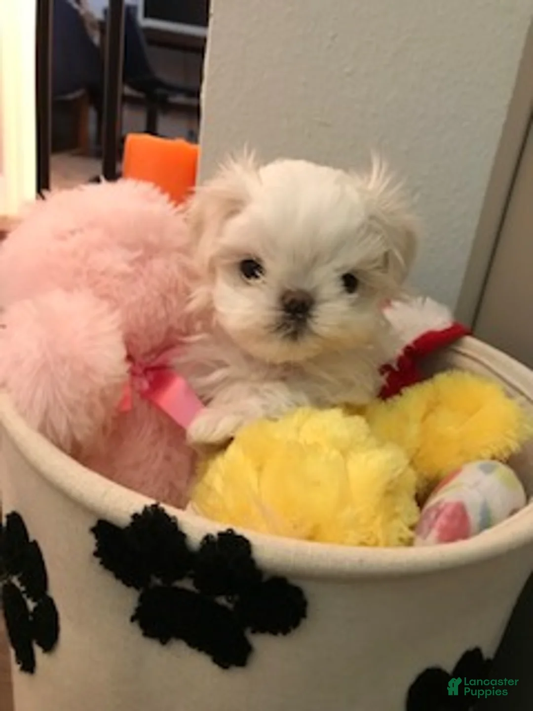 Maltese dogs for sale: Girl 2 - Ad 1