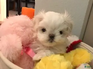 Maltese dogs Girl 2 - Ad 7