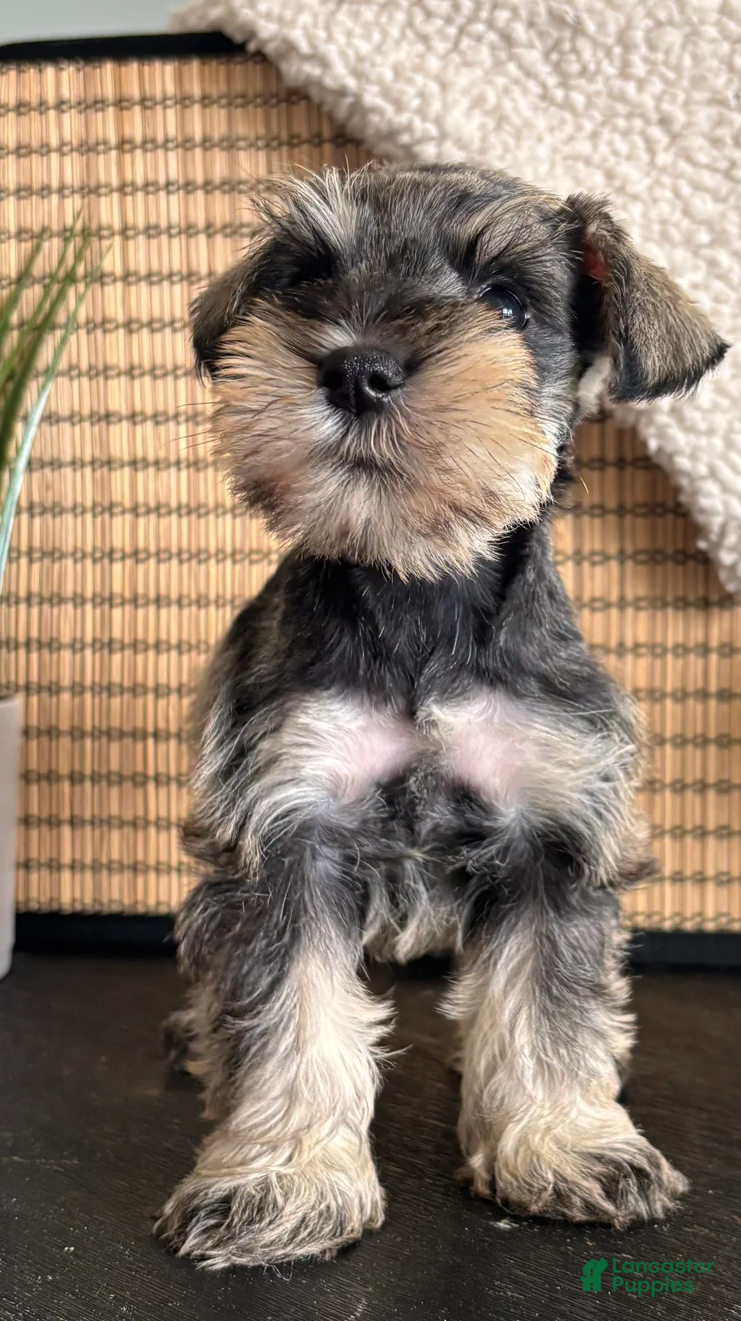 Miniature Schnauzer dogs for sale: Ruby - Ad 2