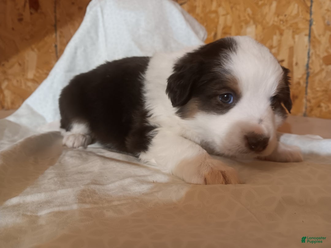 Australian Shepherd dogs for sale: Oreo - Ad 6