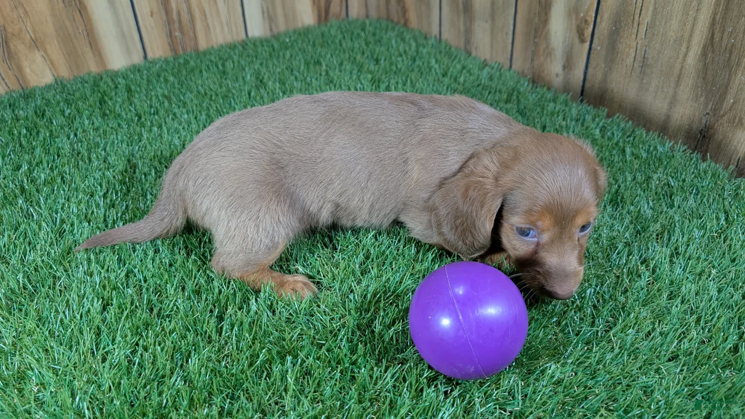 Miniature Dachshund dogs for sale: Cutie Girl 3 - Ad 5