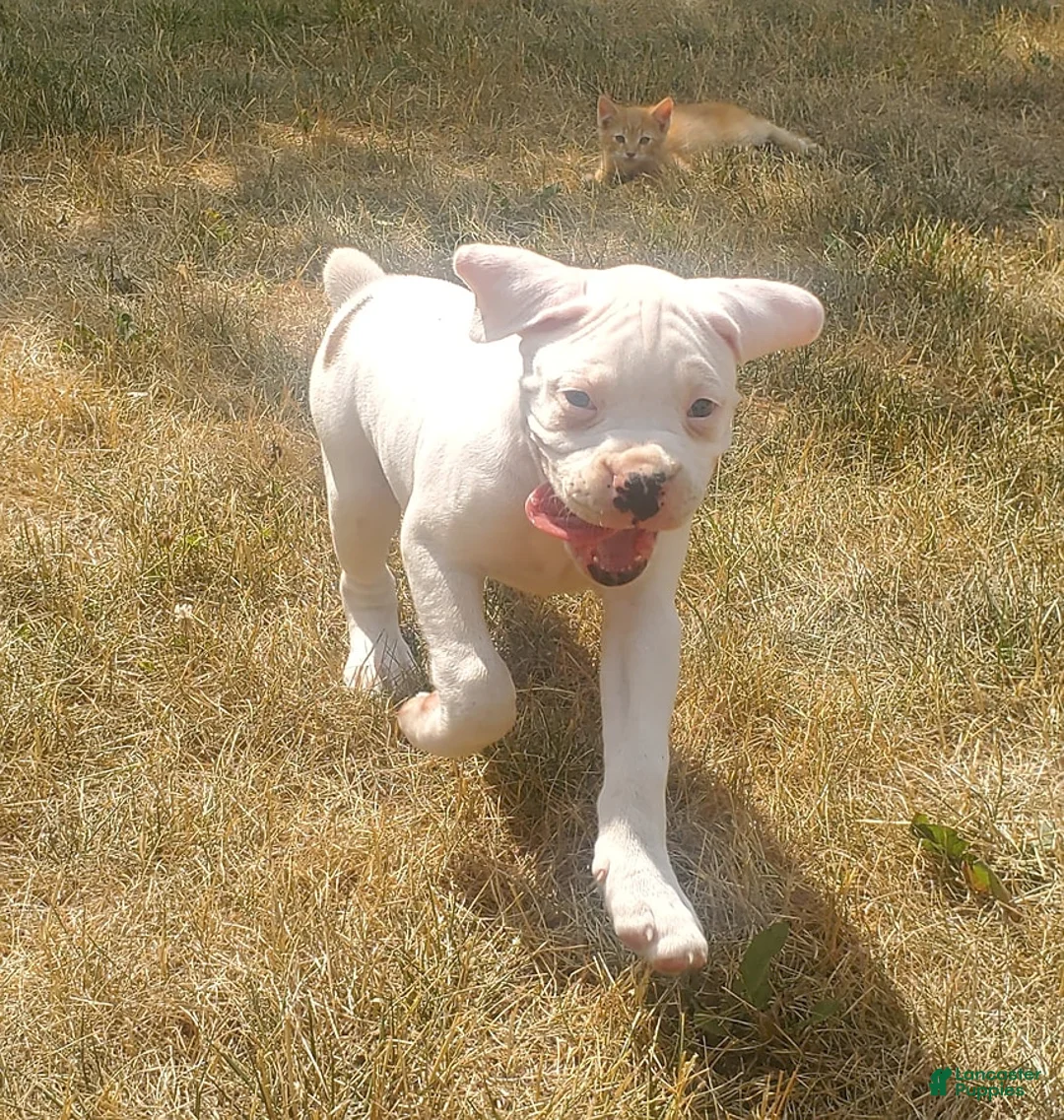 Gallery Image {{count}}