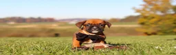 Boxer dogs for sale: Rocky - Ad 8