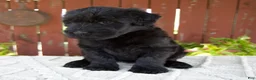 Giant Schnauzer dogs for sale: Tiffany - Ad 4