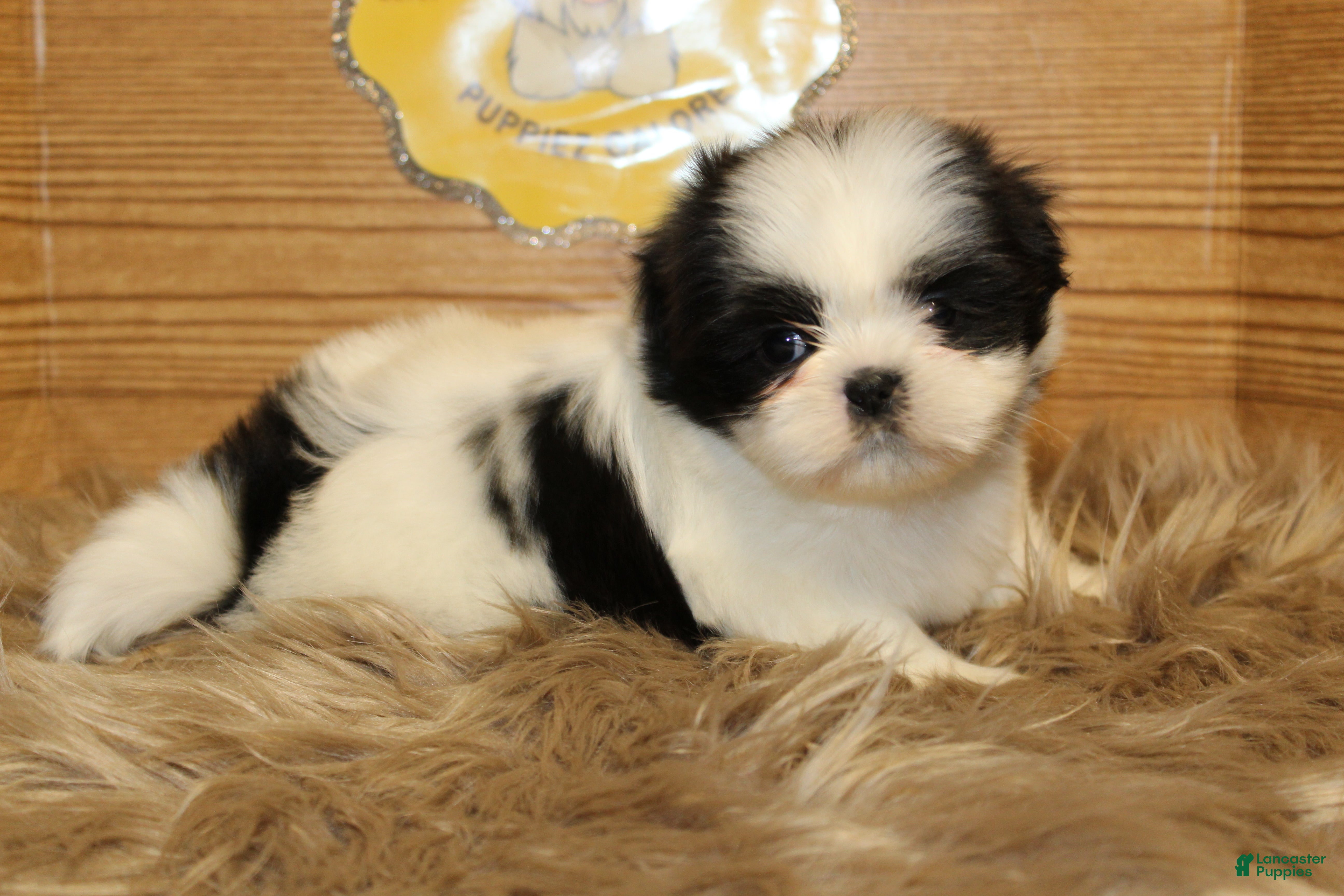Shih Tzu dogs Zoe - Ad 2