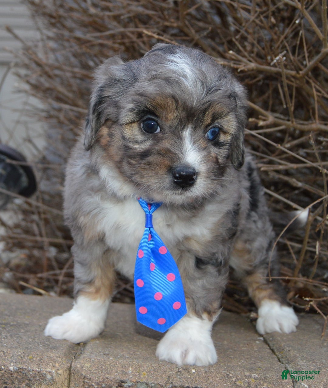 Mini Aussiedoodle dogs for sale: Mini Auggie - Ad 7