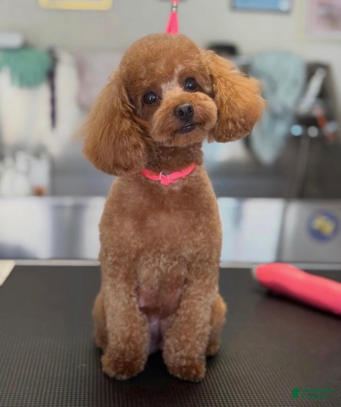 Toy Poodle dogs for sale: Toy Poodle Puppy 1 - Ad 7