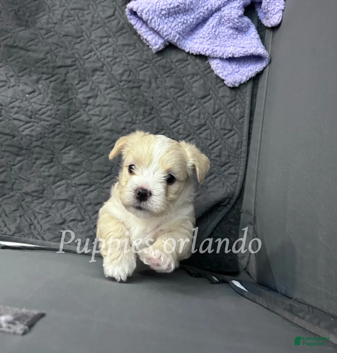 Mixed Breed dogs for sale: Mixed Breed Puppy 2 - Ad 1