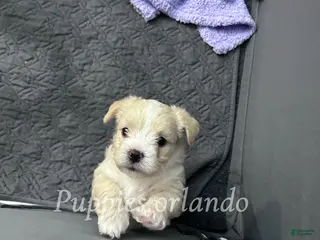 Mixed Breed dogs Mixed Breed Puppy 2 - Ad 31