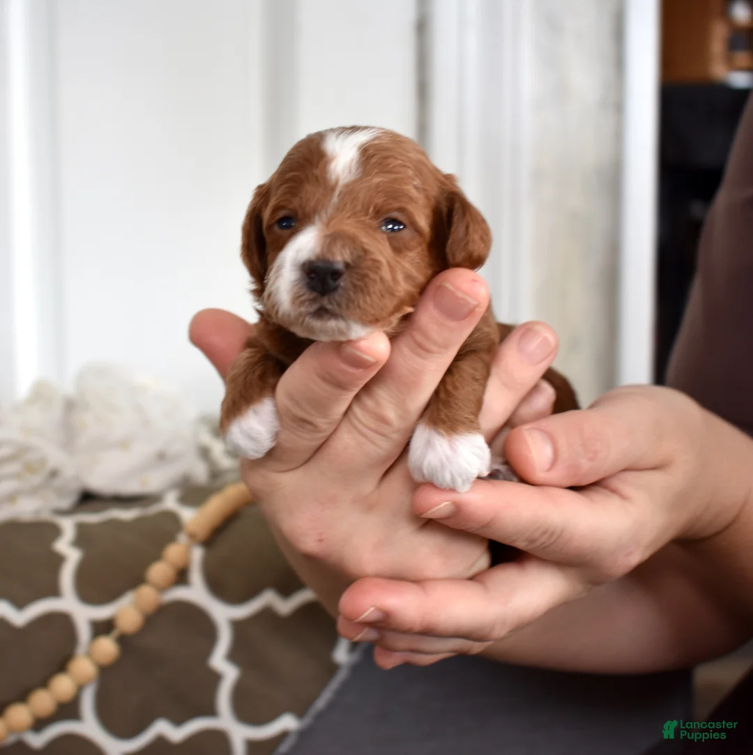 Toy Poodle dogs for sale: Parker  - Ad 1
