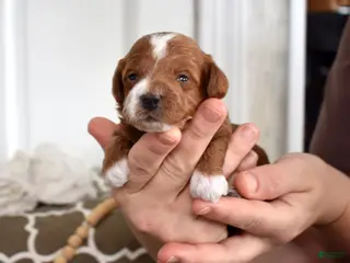 Toy Poodle dogs Parker - Ad 14