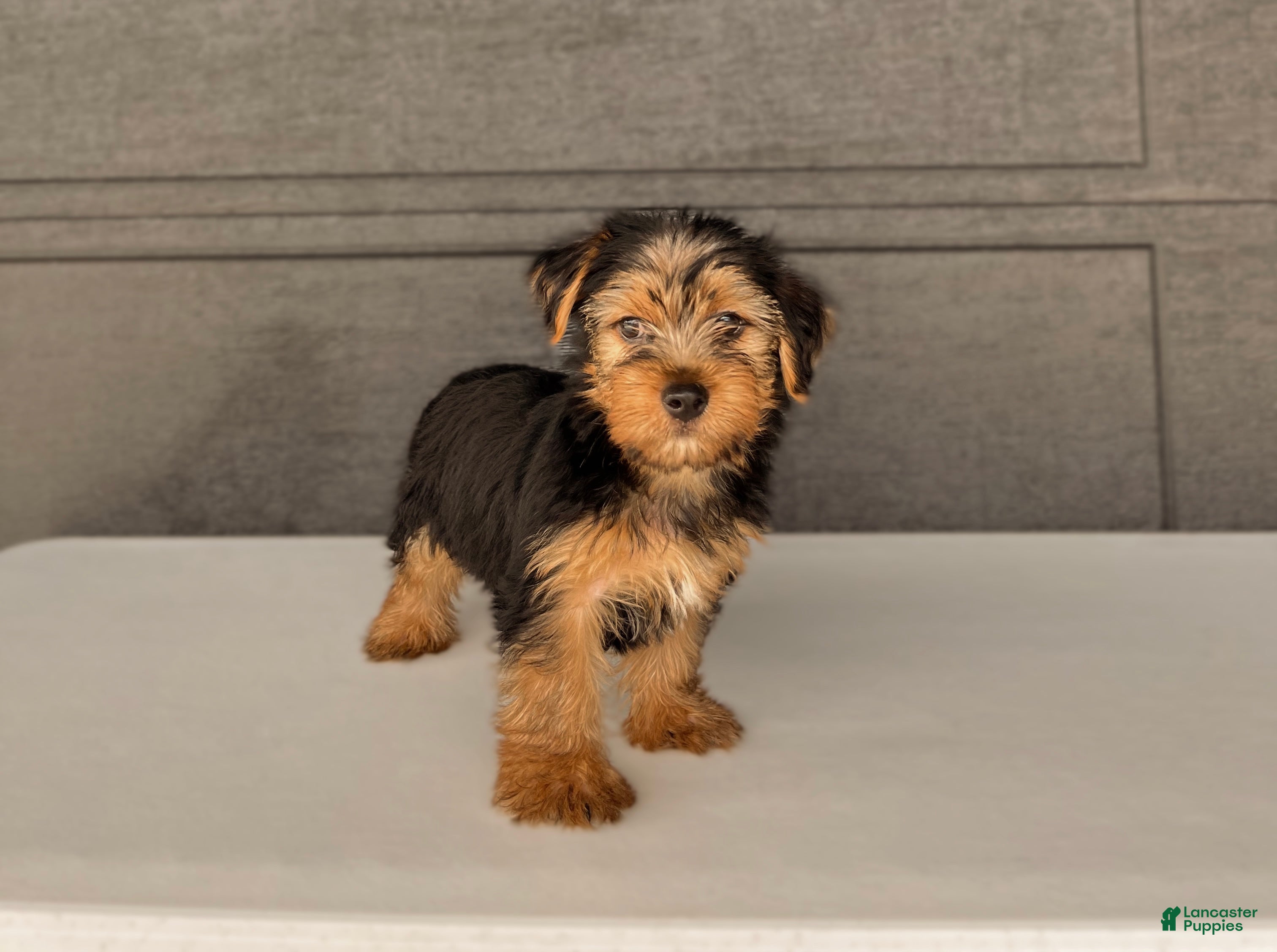 Yorkshire Terrier dogs Scout  - Ad 2