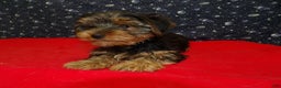 Yorkshire Terrier dogs for sale: James - Ad 2