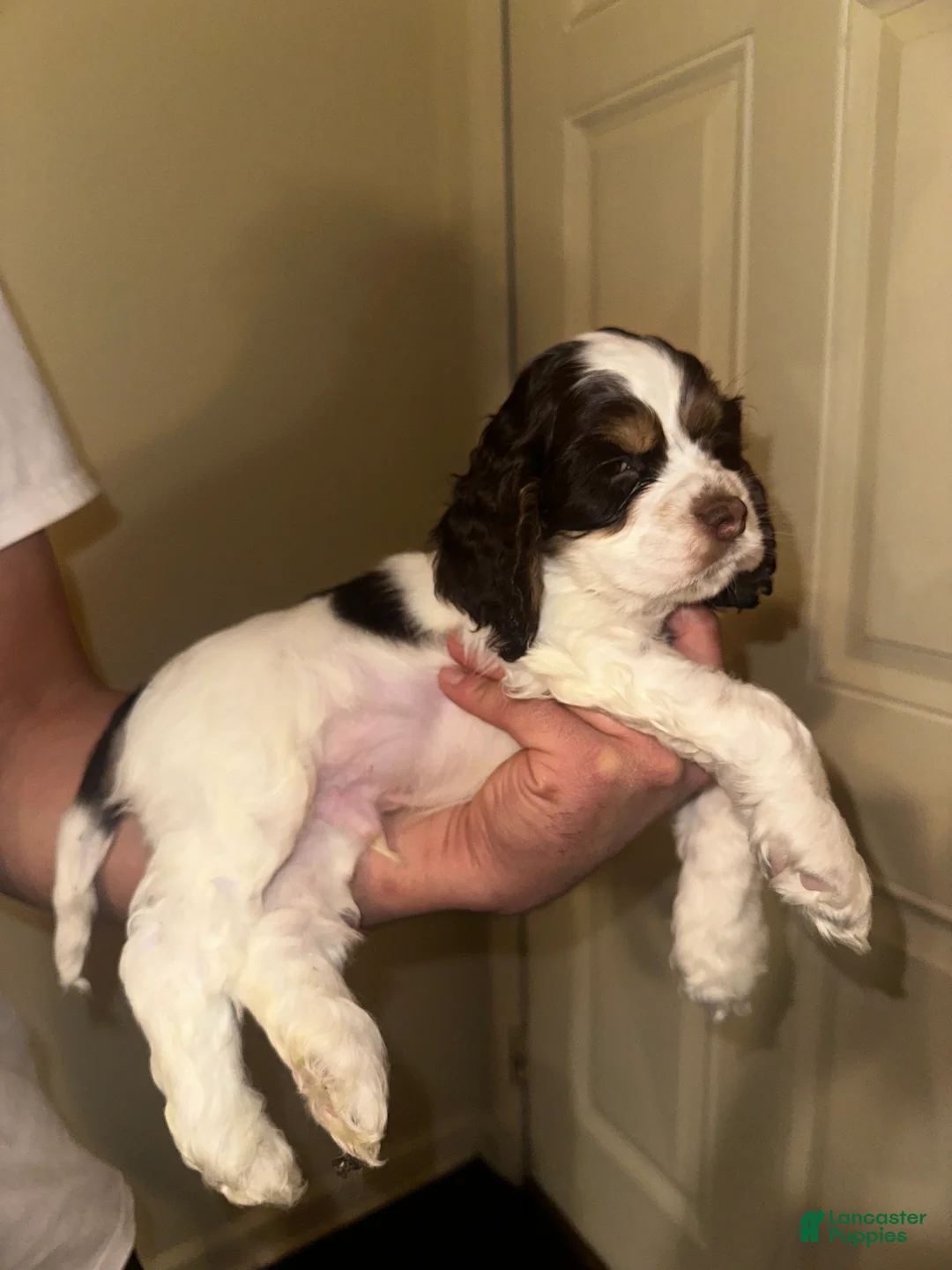 Cocker Spaniel dogs for sale: Chungus - Ad 3