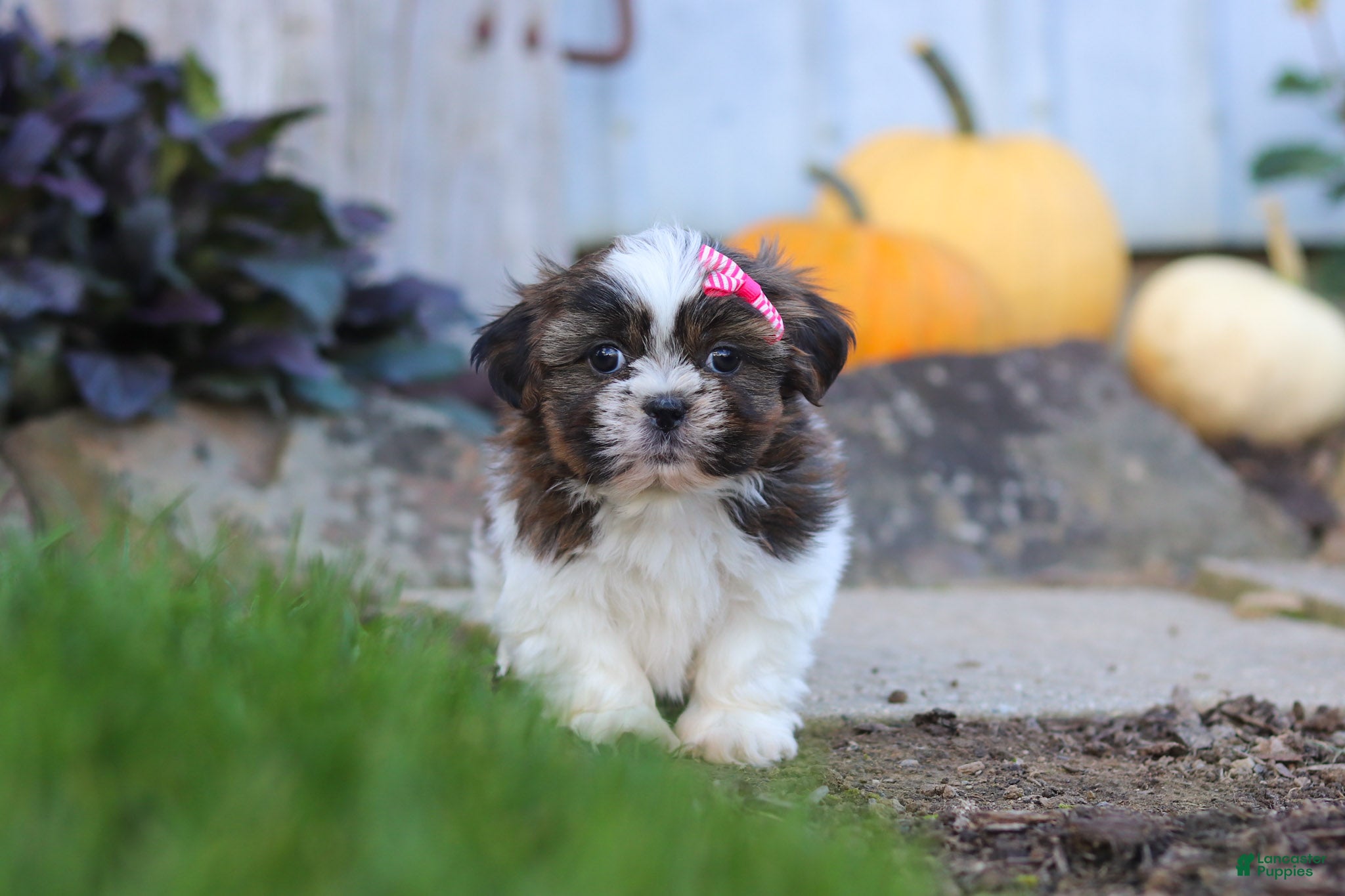 Shih Tzu dogs Daisy - Ad 2