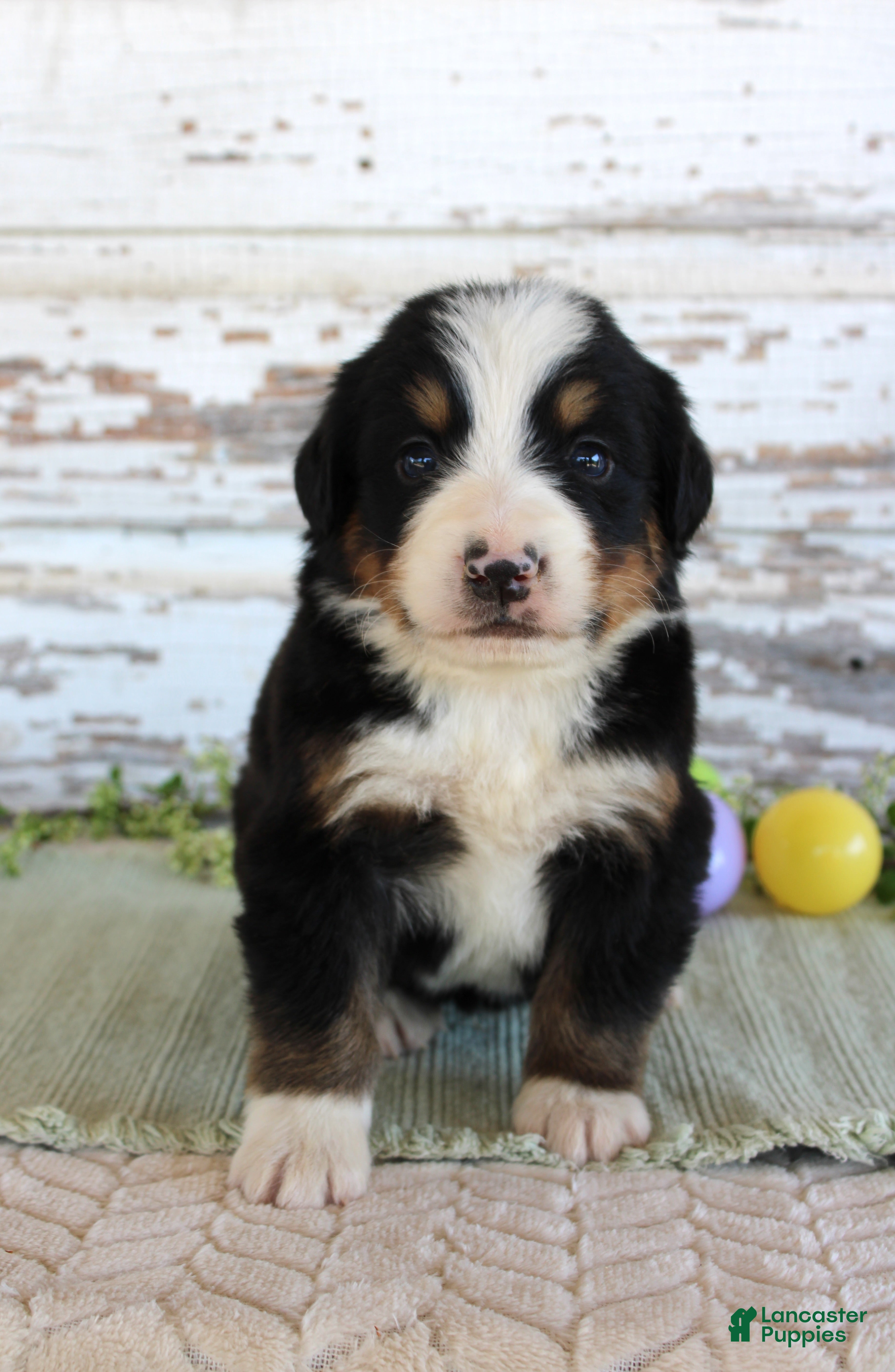 Bernese Mountain Dog dogs Marshall - Ad 8