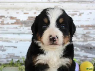 Bernese Mountain Dog dogs Marshall - Ad 8