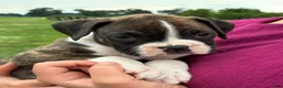 Boxer dogs for sale: Cody - Ad 5