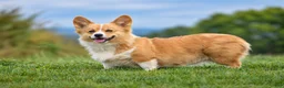 Welsh Corgi Pembroke dogs for sale: Cali - Ad 3