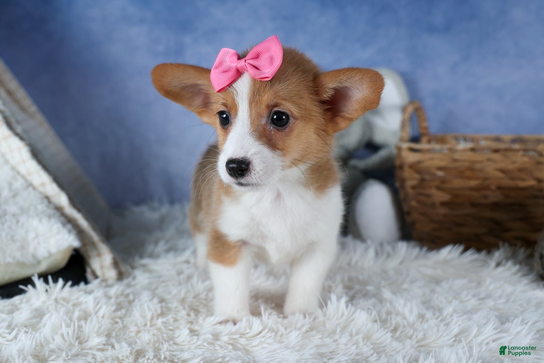 Welsh Corgi Pembroke dogs for sale: Lexi - Ad 10