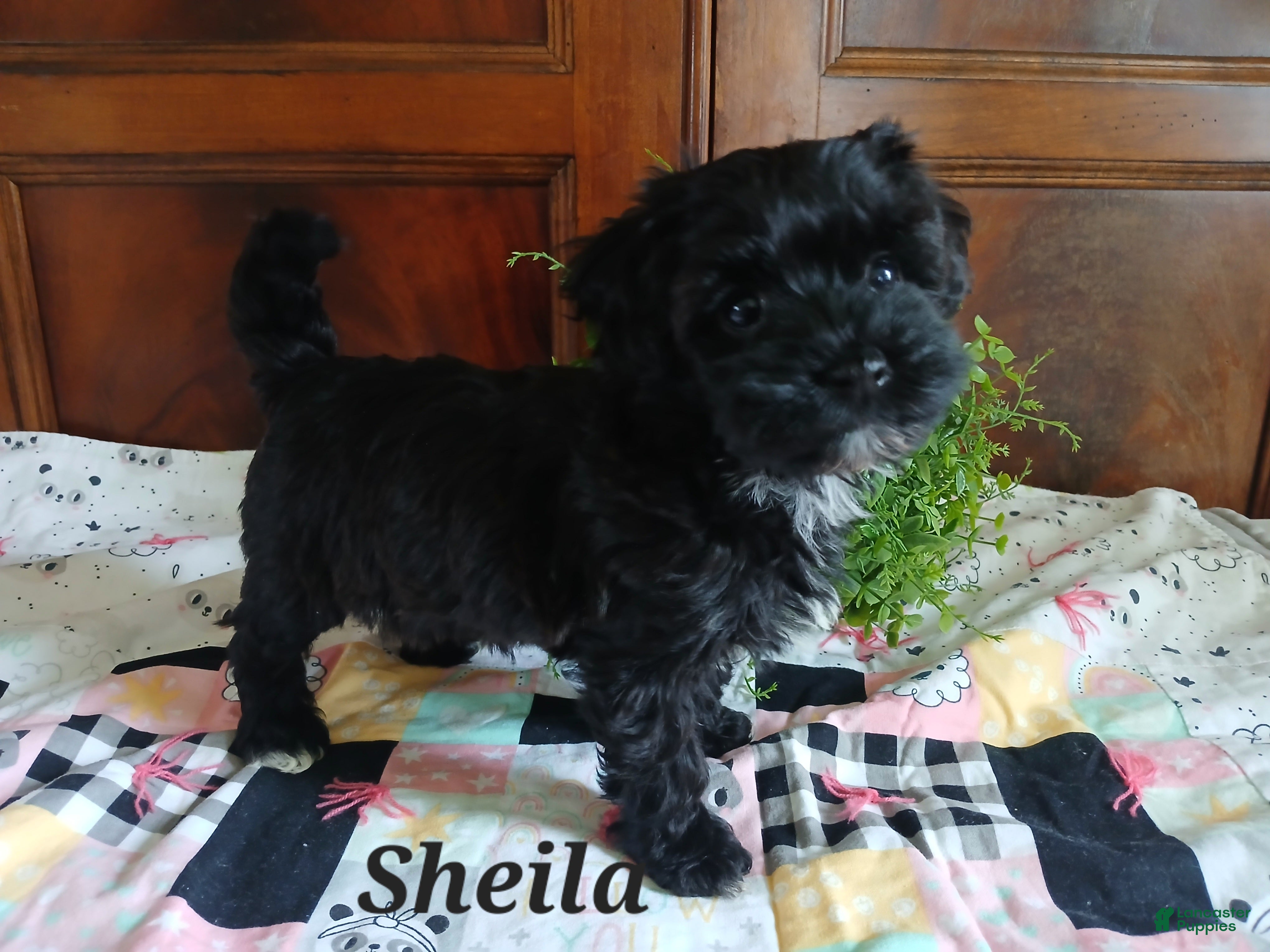 Havapoo dogs for sale: Sheila - Ad 4