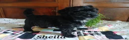 Havapoo dogs for sale: Sheila - Ad 1