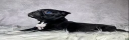 Mixed Breed dogs for sale: Mr Charlie  - Ad 4