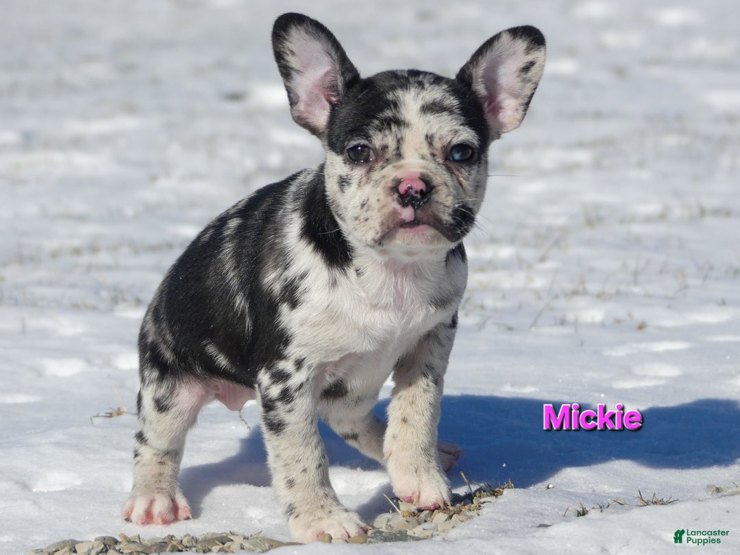 Mixed Breed dogs for sale: Mickie - Ad 2