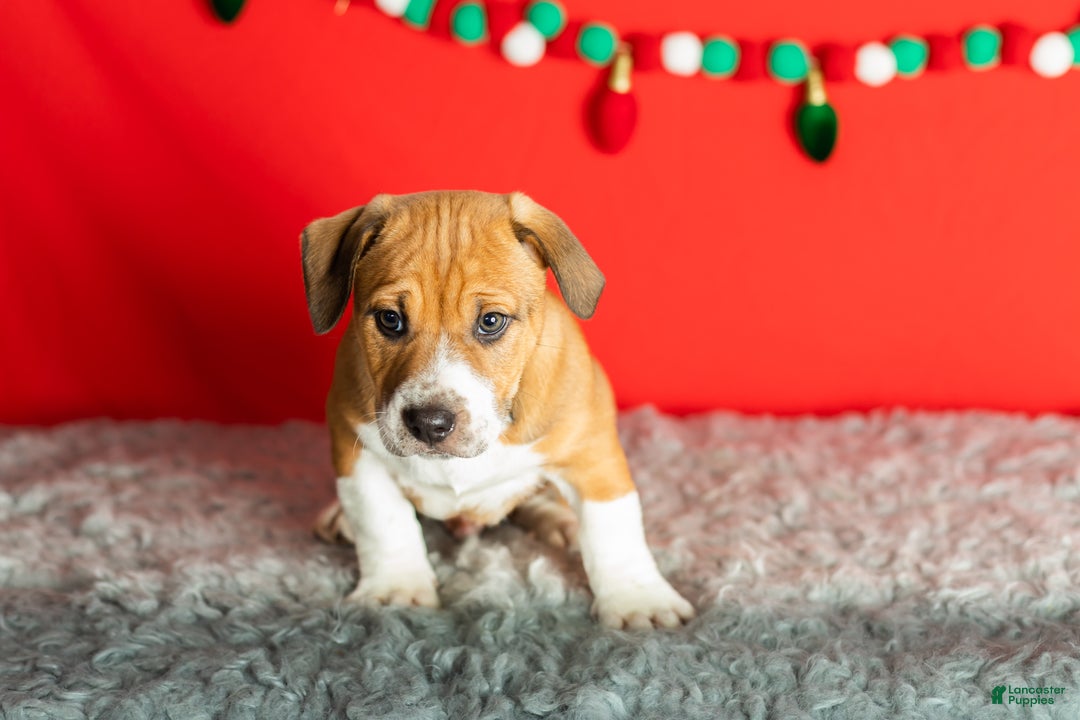 Mixed Breed dogs for sale: Ollie - Ad 5