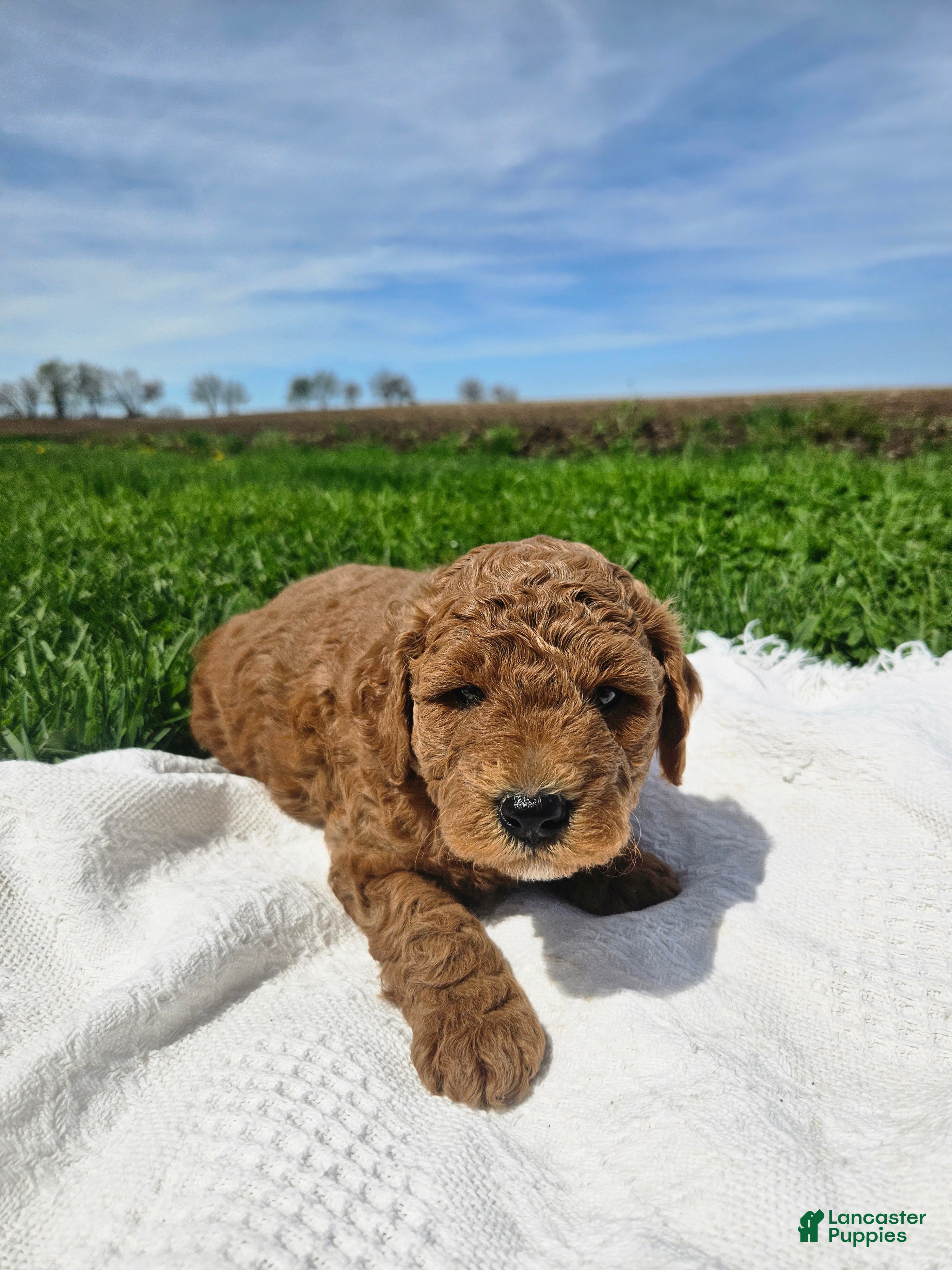 Mini Goldendoodle dogs Ollie - Ad 2