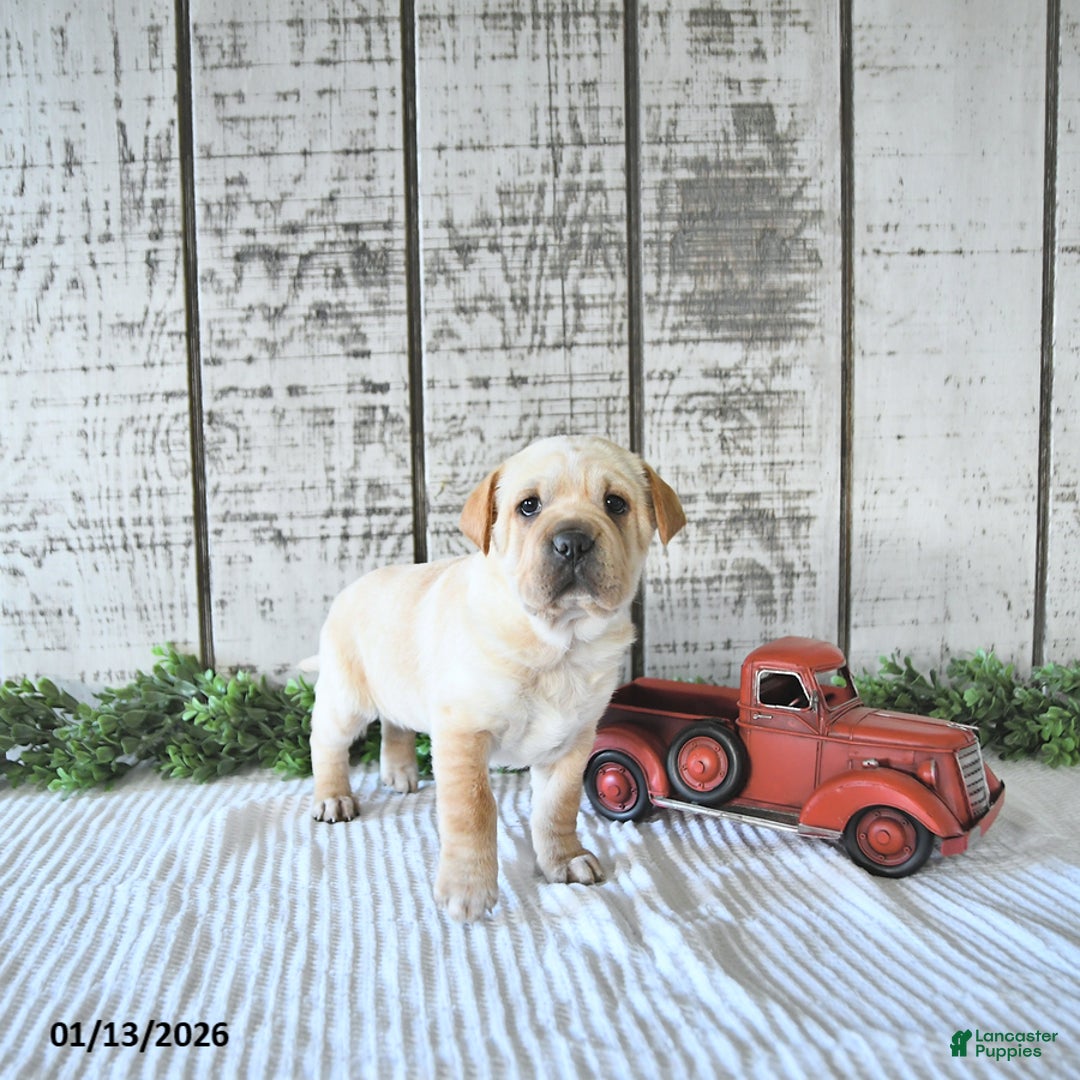 Mini Hippo dogs for sale: Deja  - Ad 4