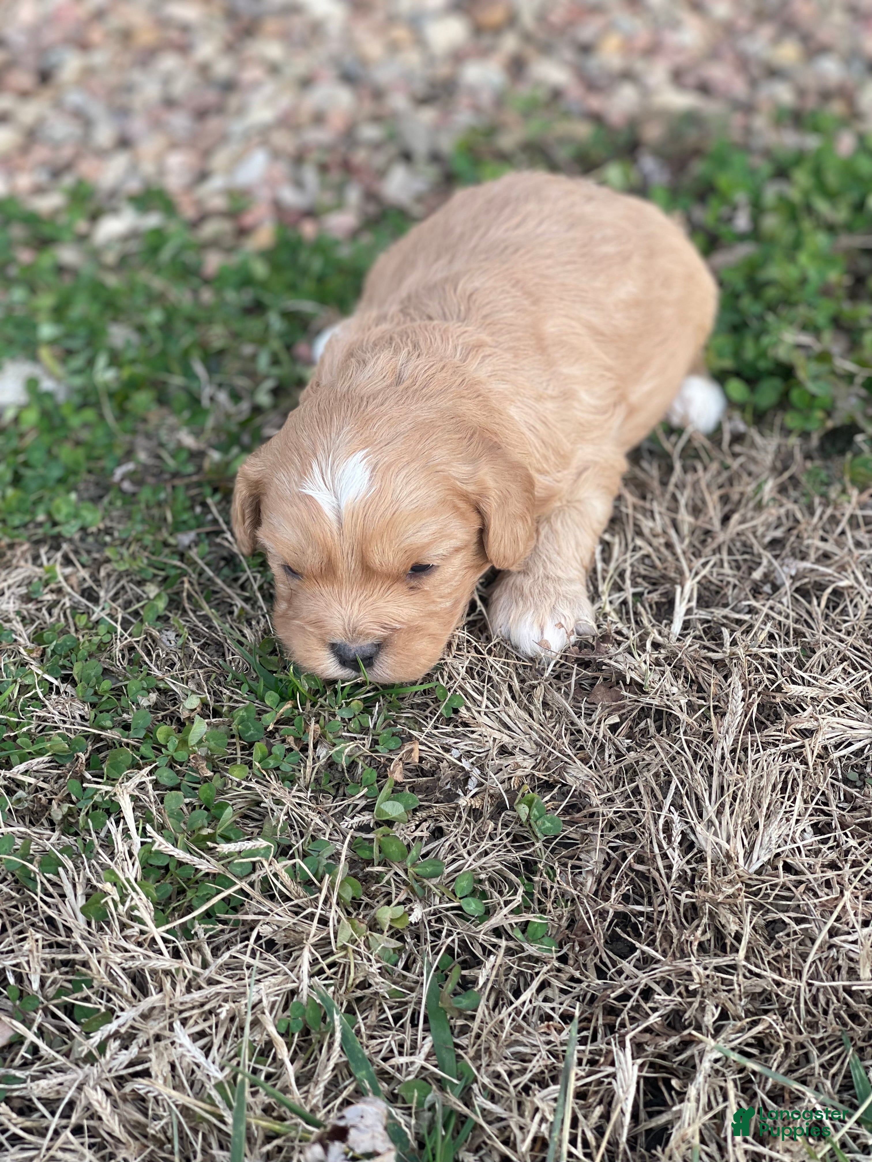 Cavapoo dogs Cavapoo Puppy 2 - Ad 24