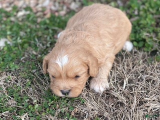 Cavapoo dogs Cavapoo Puppy 2 - Ad 9