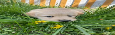 Golden Retriever Puppy 1