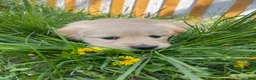 Golden Retriever dogs for sale: Golden Retriever Puppy 1 - Ad 1