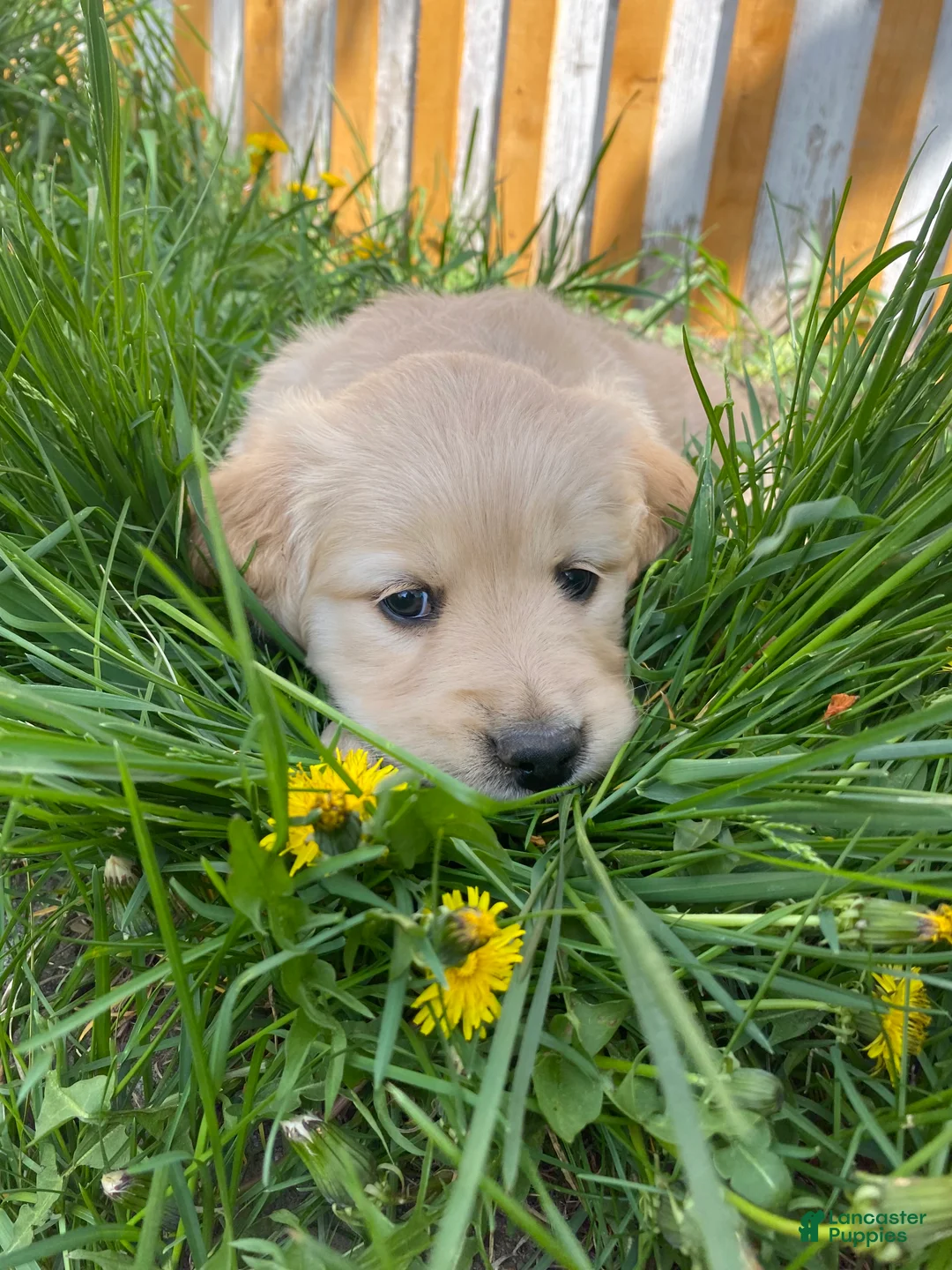 Golden Retriever dogs for sale: Golden Retriever Puppy 1 - Ad 1