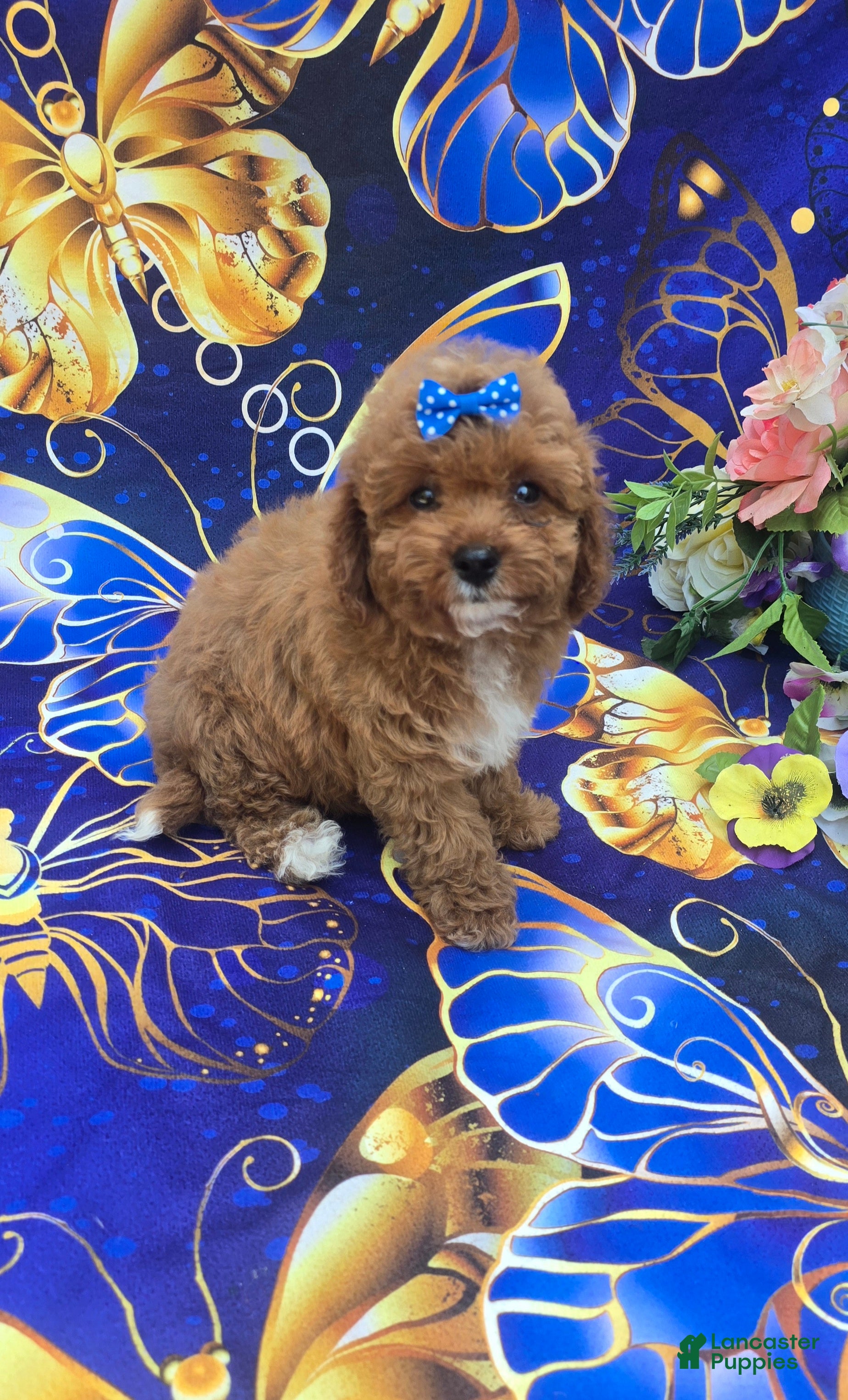 Cavapoo dogs Hibiscus  - Ad 16