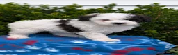 Mixed Breed dogs for sale: Dash - Ad 9