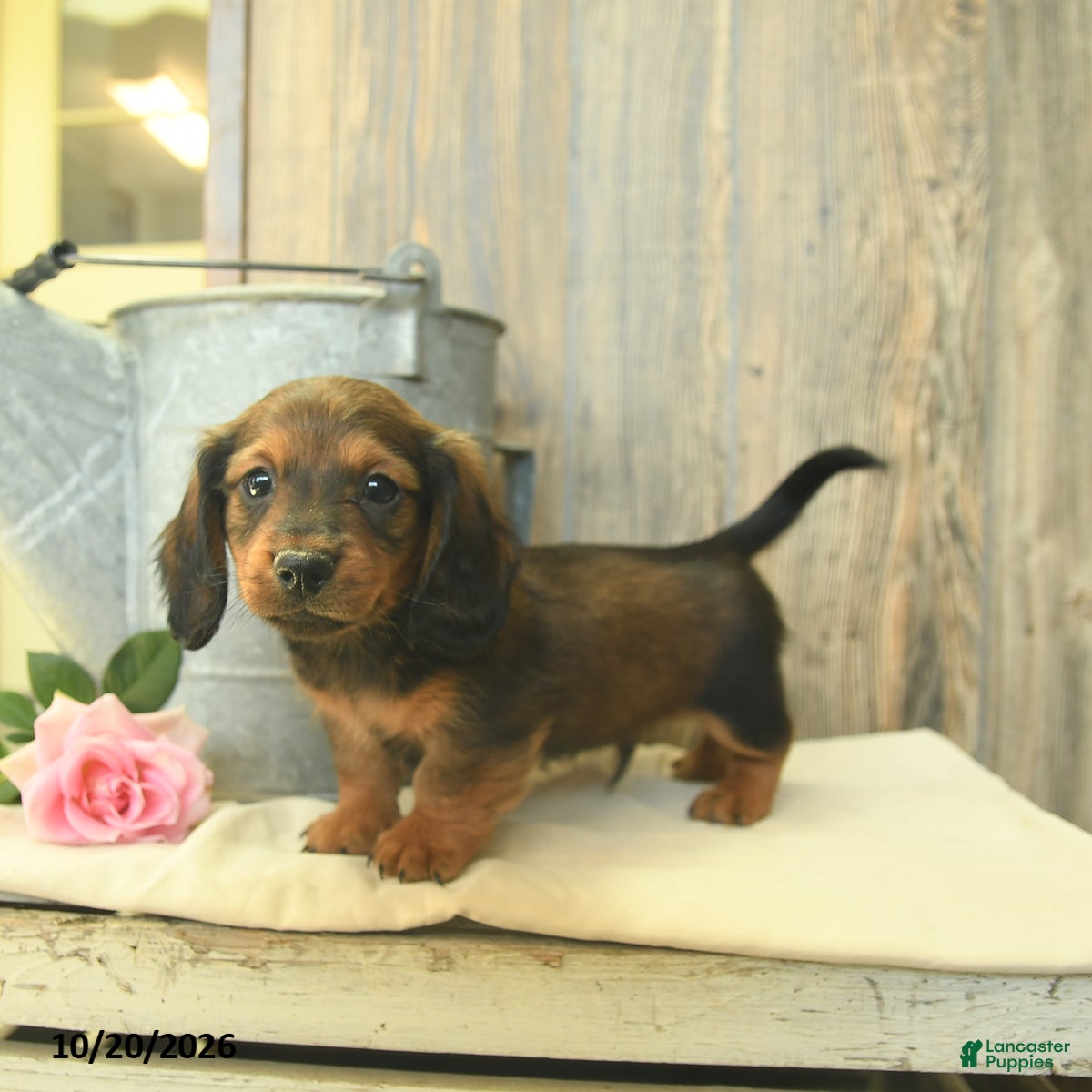 Miniature Dachshund dogs for sale: Rex - Ad 3