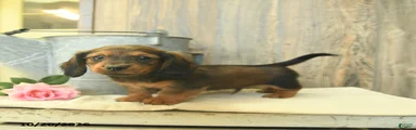 Rex
