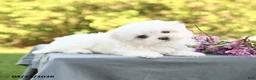 Maltese dogs for sale: Lucy - Ad 3