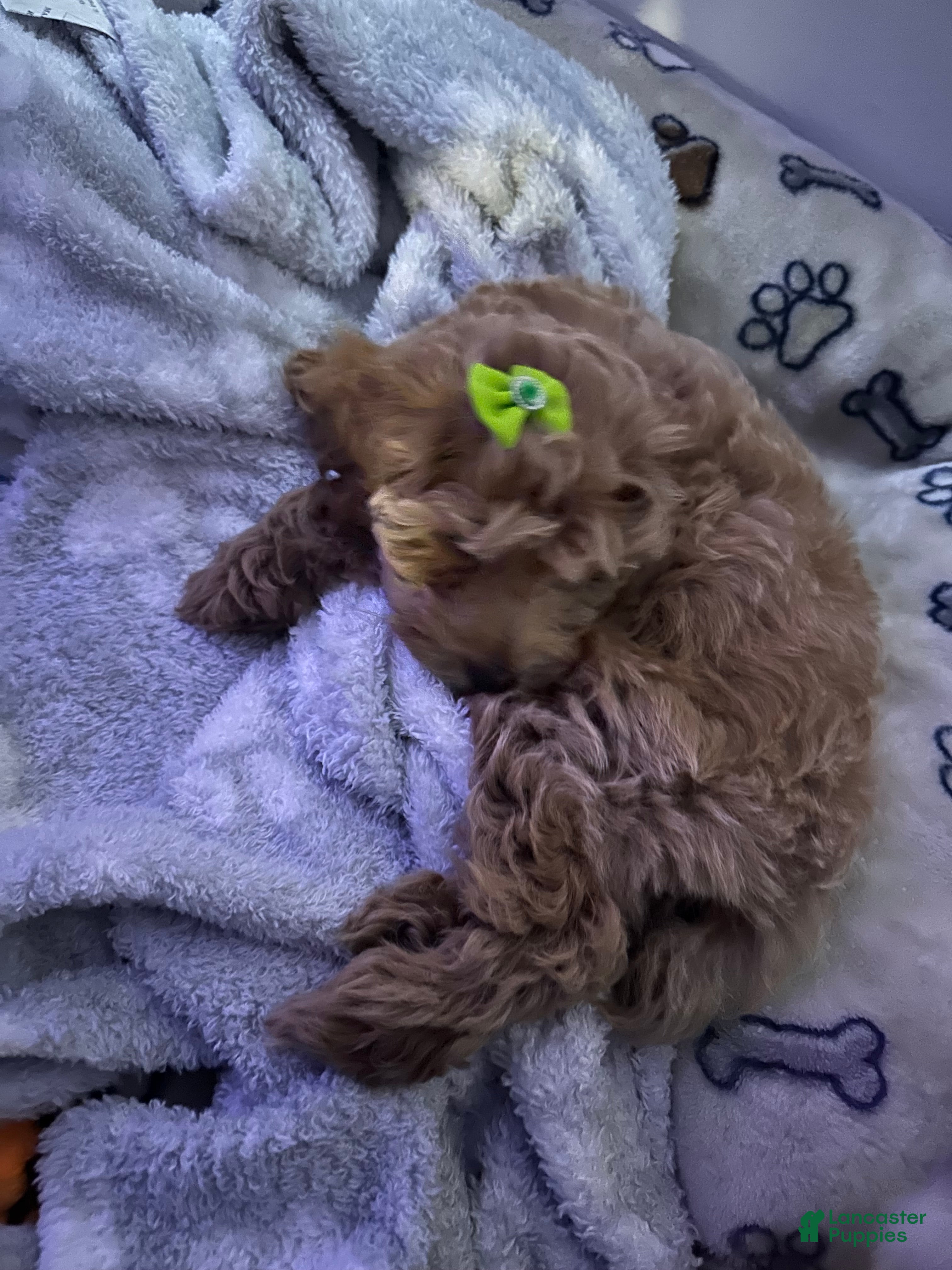 Miniature Poodle dogs Miniature Poodle Puppy 1 - Ad 25