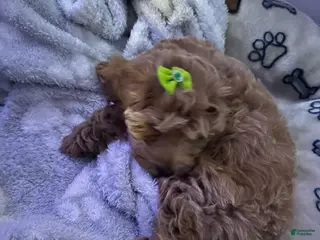 Miniature Poodle dogs Miniature Poodle Puppy 1 - Ad 25