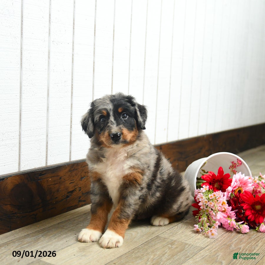 Aussiedoodle dogs Queso  - Ad 1