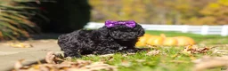 Cavapoo dogs for sale: Aurora - Ad 3