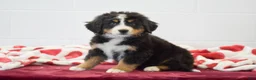 Bernese Mountain Dog dogs for sale: Tulip - Ad 1