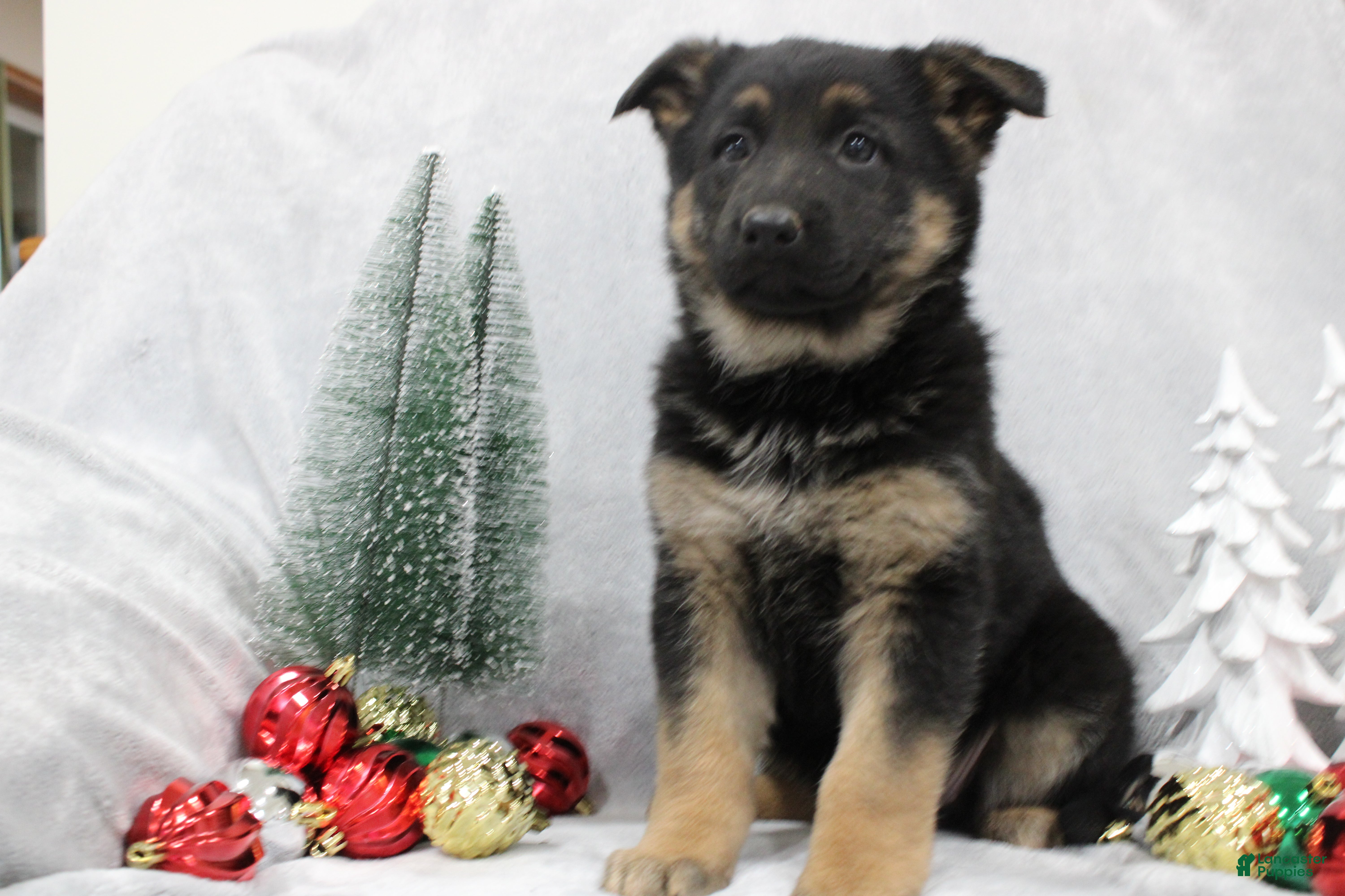 German Shepherd dogs Amaya - Ad 10