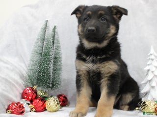 German Shepherd dogs Amaya - Ad 10