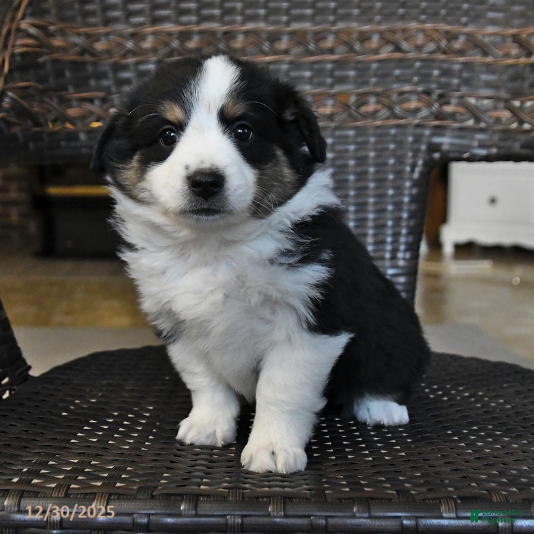 Miniature Australian Shepherd dogs for sale: Daisy - Ad 3